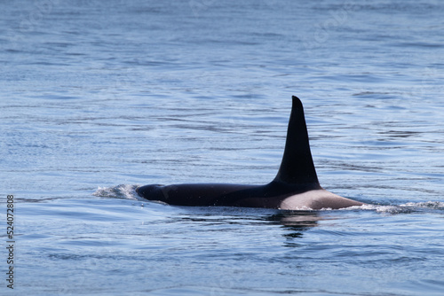 Whales Orca Auke Bay Juneau Alaska