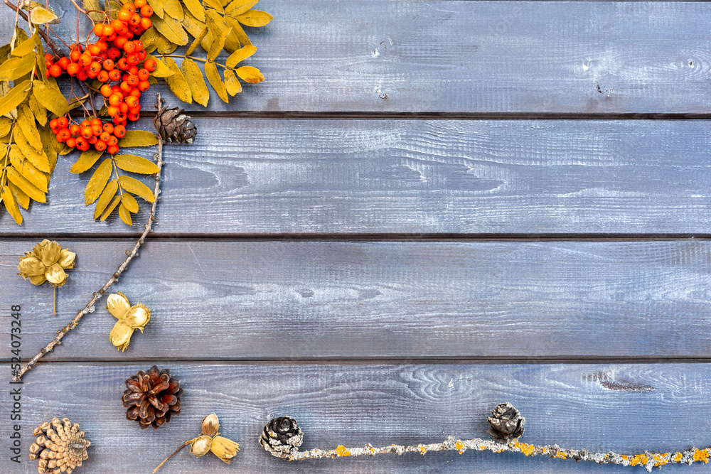 Autumn composition for the background. Clusters of mountain ash, yellowed leaves, cones and nuts on a dark wooden table. Flat styling, top view with a place to copy. Autumn composition for the background. Clusters of mountain ash, yellowed leaves, cones and nuts on a dark wooden table. Flat styling, top view with a place to copy.