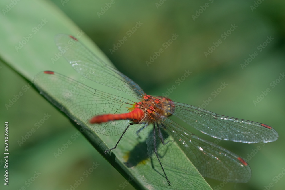 Red dragonfly on a leaf. Close-up of a red dragonfly Red dragonfly on a leaf. Close-up of a red dragonfly