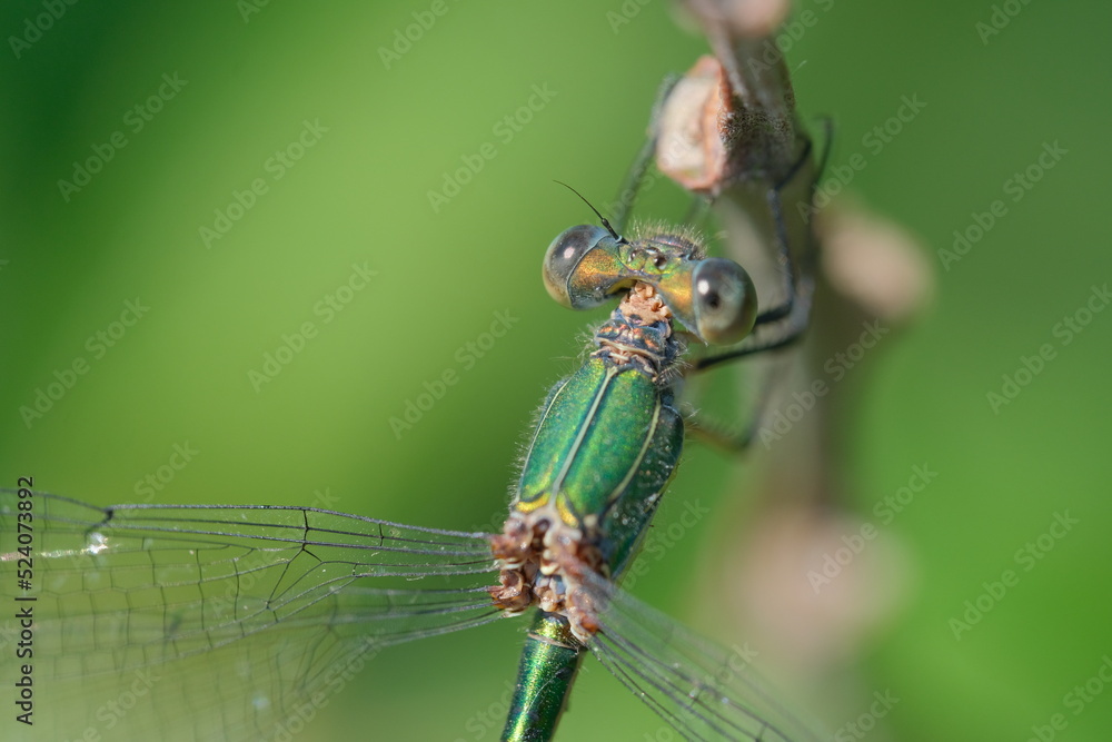 Dragonfly macro photography with green background and and showing of eyes and wings details. Dragonfly in the nature. Dragonfly macro photography with green background and and showing of eyes and wings details. Dragonfly in the nature.