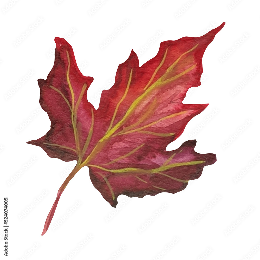 Fototapeta premium maple dry leaf watercolor illustration