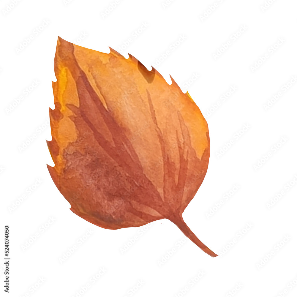 Fototapeta premium dry birch leaf