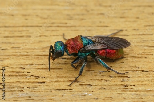 Closeup on a colorful metallic jewel wasp, Hedychrum nobile, sitting on wood photo