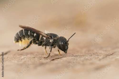 Closeup on a female Crenulate Armoured-Resin Bee, Heriades crenulata sitting on wood photo