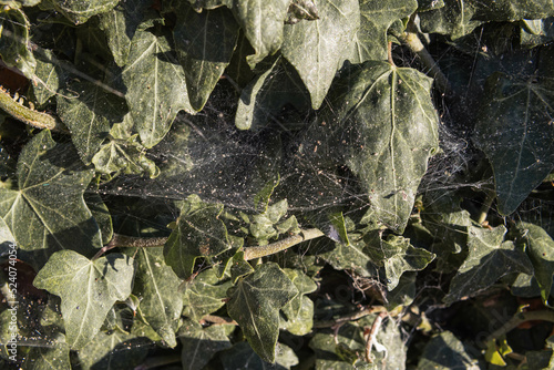 background green leaves on a plant close-up isolated on leaves spider web