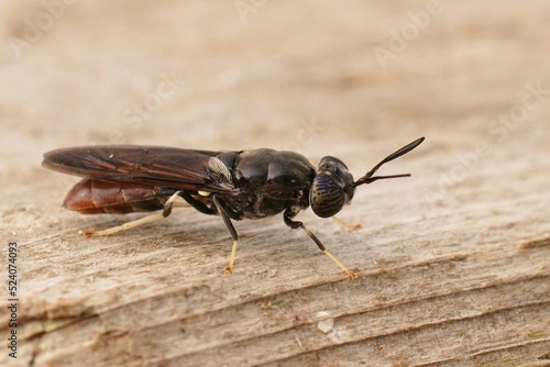 Closeup on a cosmopolitian species, the black soldier fly, Hermetia illucens sitting on wood photo