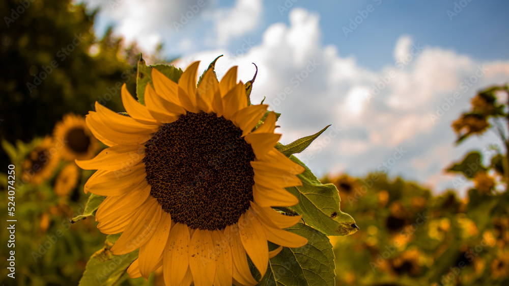 Słonecznik, kwiat słońca, w pełnym rozkwicie - obrazy, fototapety, plakaty 