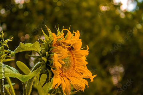 Słonecznik, kwiat słońca, w pełnym rozkwicie