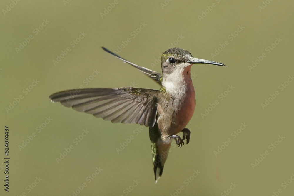 Fototapeta premium Ruby Throated Hummingbird in flight around flowers