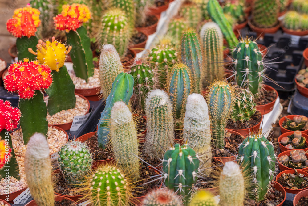Small different cactuses Small different cactuses