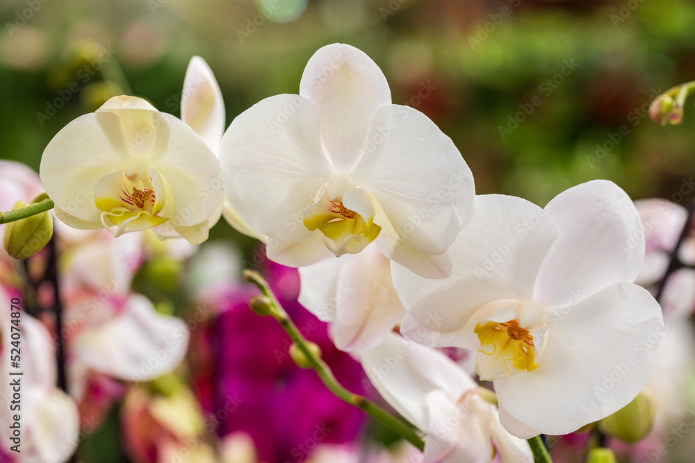Obraz premium White colored orchids