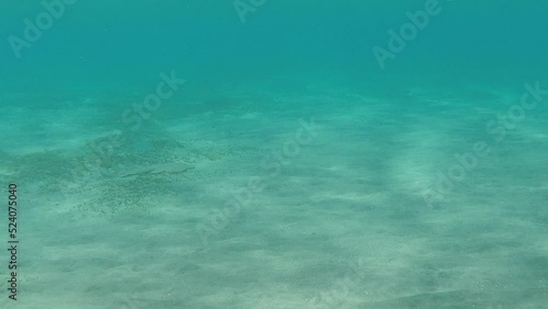 A guitar fish swims off the coast in the Red Sea. Snorkeling in Marsa Alam in Egypt. photo