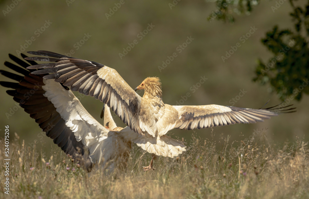 Neophron percnopterus birds fighting in grassy terrain Neophron percnopterus birds fighting in grassy terrain