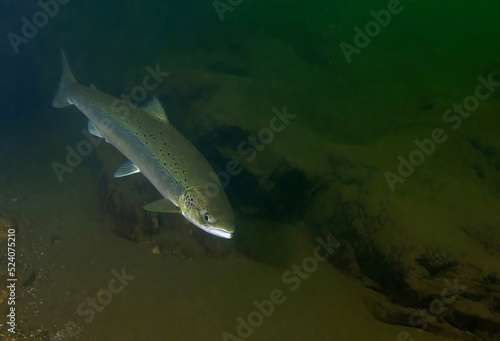 Salmo salar fish swimming in ocean water photo