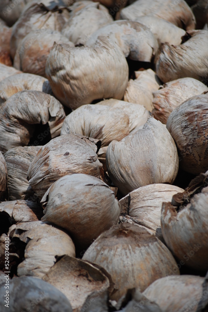 coconut fruit waste that is dried in the sun as an ingredient to make a cooking fire coconut fruit waste that is dried in the sun as an ingredient to make a cooking fire
