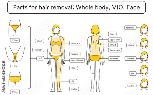 女性の脱毛イラスト　全身・VIO・顔
