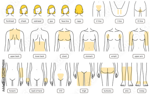 女性の脱毛イラスト　パーツ別、顔脱毛・VIO・上半身・下半身