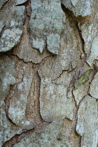 selective focus of wood texture on tree in nature