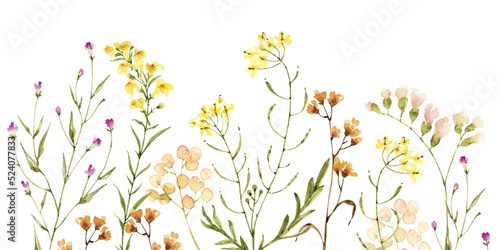 background field flowers and plants on a transparent background, watercolor illustration.