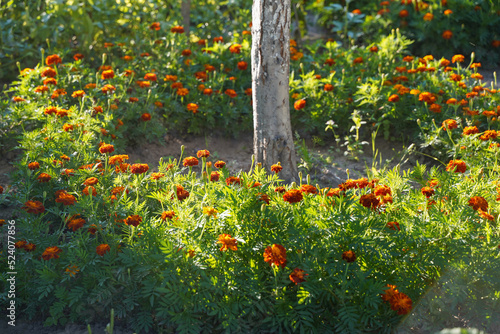 Orange marigold flowers are planted around fruit trees to repel pests in the orchard