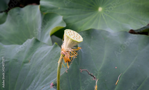Wallpaper Mural Lotus waterlily in the pond Torontodigital.ca