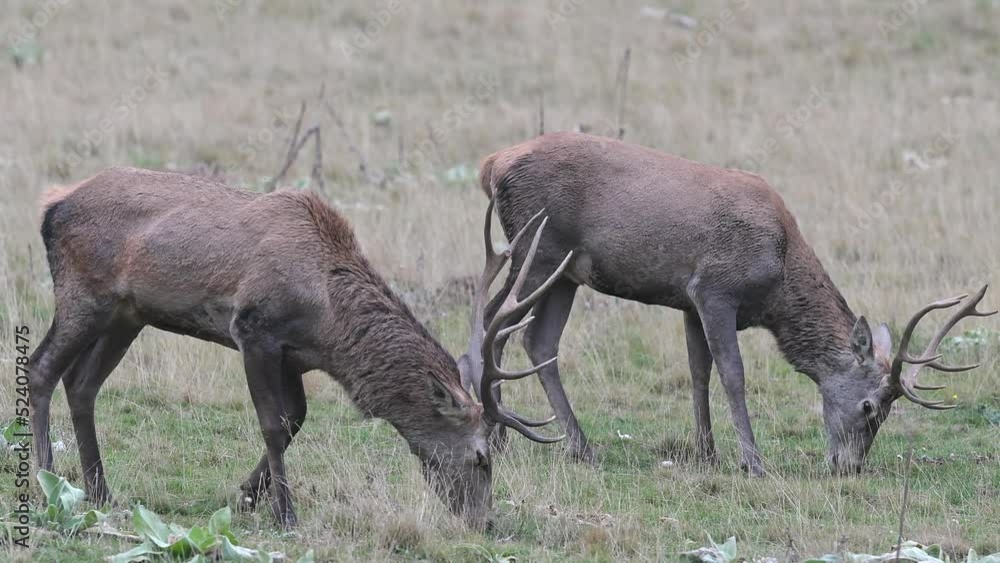 At grazing, two red deers in the wild Alps (Cervus elaphus) At grazing, two red deers in the wild Alps (Cervus elaphus)