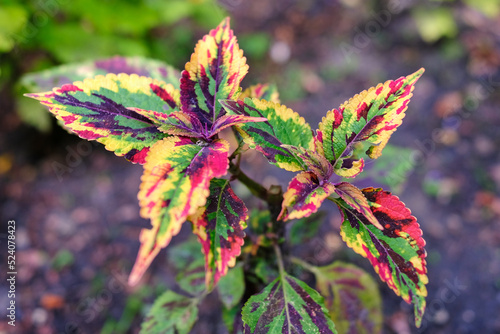 Coleus scutellarioides, commonly known as Coleus. Painted nettle. Colorful leaves of a plant.