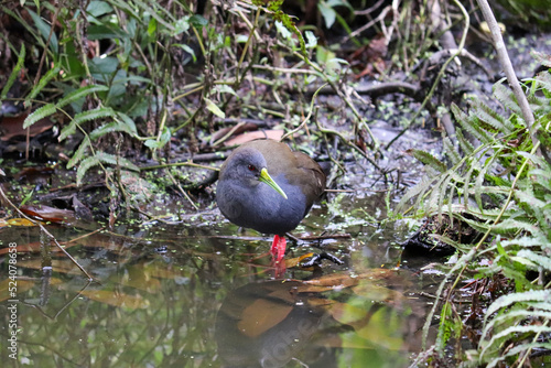 Photograph of a Slaty-breasted wood rail, found in Porto Alegre, Rio Grande do Sul, Brazil.