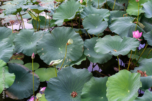 Wallpaper Mural water lily in the pond Torontodigital.ca