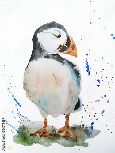 Puffin bird watercolor painting illustration isolated on white background