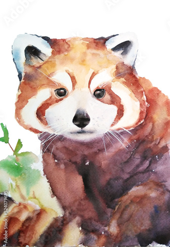 Red Panda  Watercolor isolted on white background. Animal Illustration Hand Drawn Wildlife.