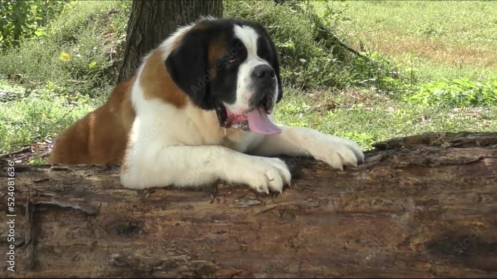 Redhead with white markings dog breed Saint Bernard on a walk in the park Redhead with white markings dog breed Saint Bernard on a walk in the park