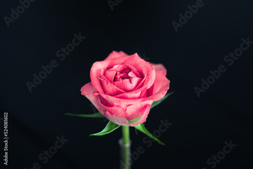 Pink Rose  singled out against black background