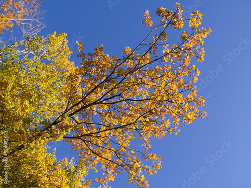 Herbstlaub vor blauem Himmel