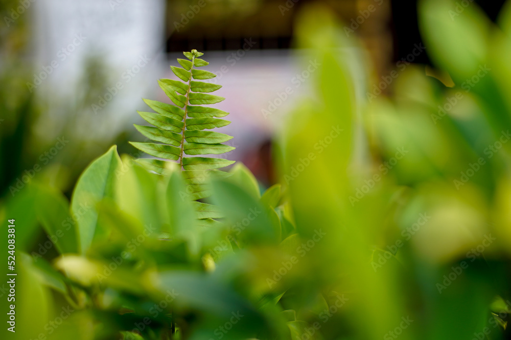 Fern plant close up in wild Fern plant close up in wild