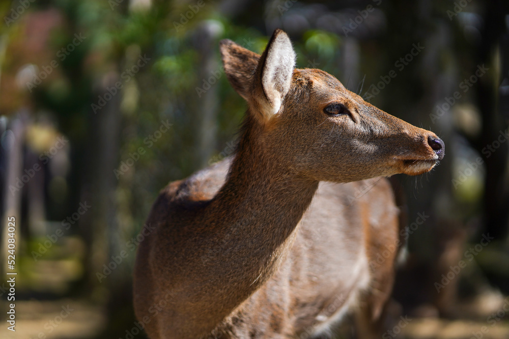 Close up of the hornless Sika deer with blur jungle backgound Close up of the hornless Sika deer with blur jungle backgound