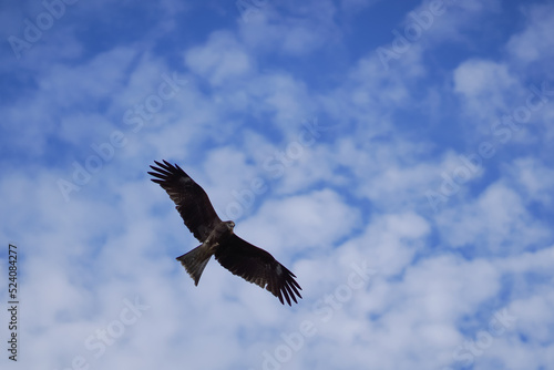 Fototapet Golden Eagle (Aquila chrysaetos) in flight against blue sky