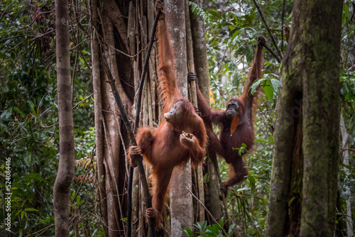 wild orangutans photo