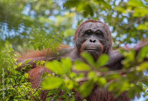 wild orangutan portrait photo