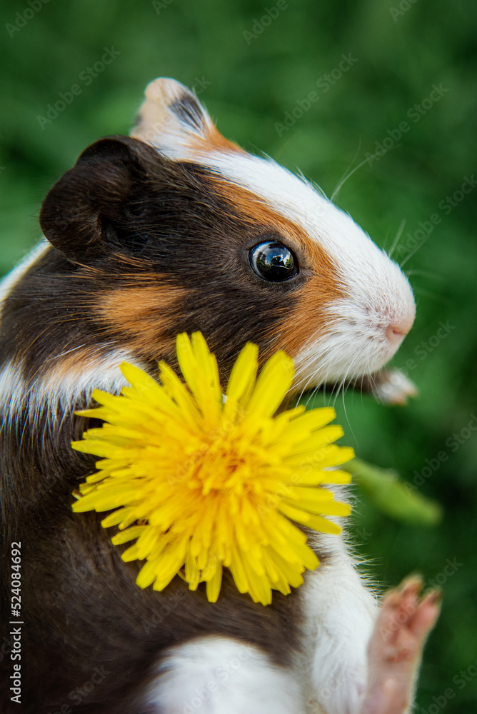Guinea pig with a dandelion flower in summer Guinea pig with a dandelion flower in summer
