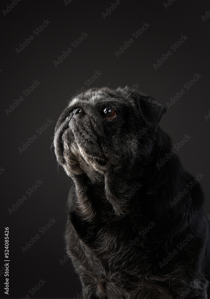 charming black pug on a black background. Pet portrait in studio