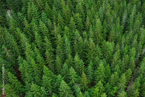 Aerial top view of green spruce trees top in the forest in summer in the Czech Republic.