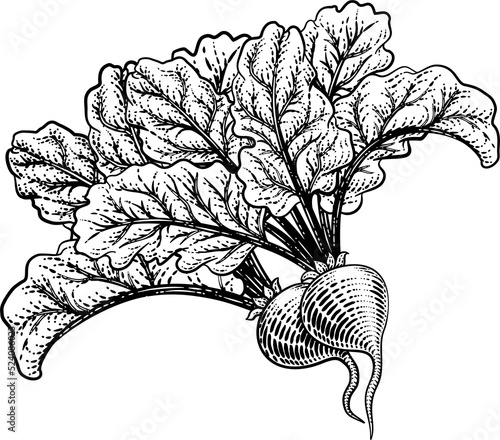 Beets Beetroot Vegetable Wo...