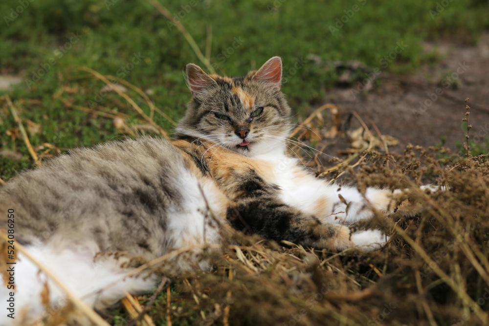Portrait of a fluffy calico cat with tongue out, resting on a pile of dry weeds.