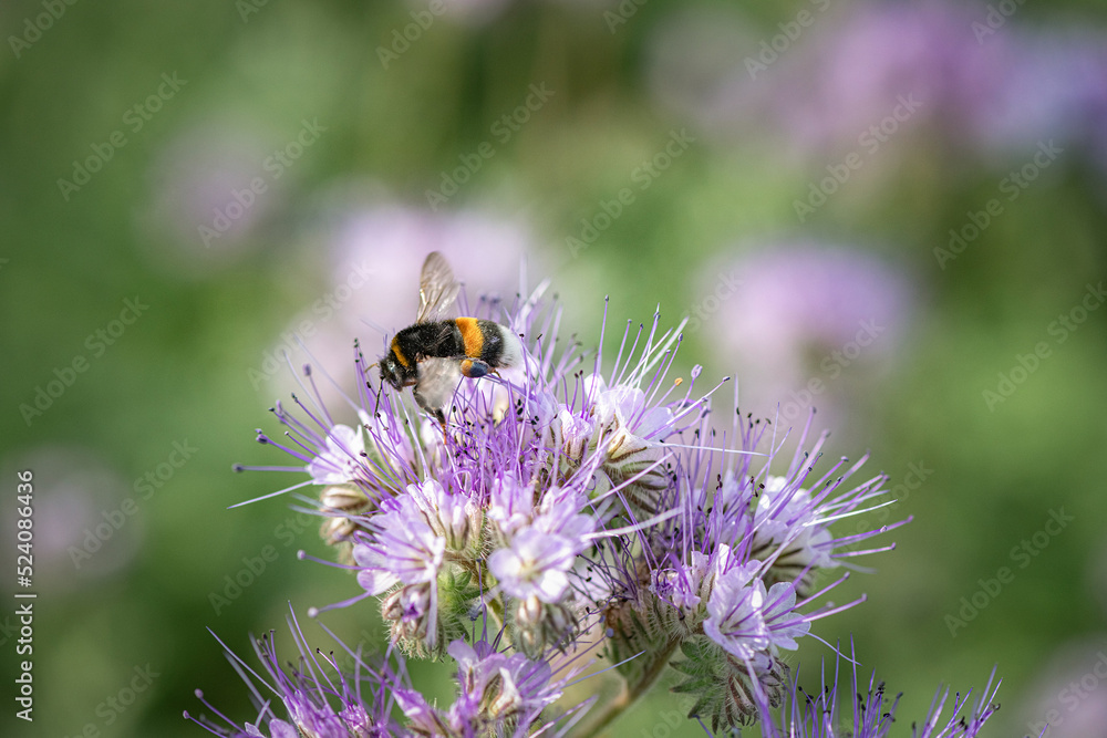 A bee collects nectar on phacelia flowers. There is artistic noise. A bee collects nectar on phacelia flowers. There is artistic noise.