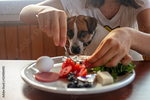 cute jack russell terrier waiting for tasty treats from his owner at breakfast, family dinner. © Nataliia Makarovska