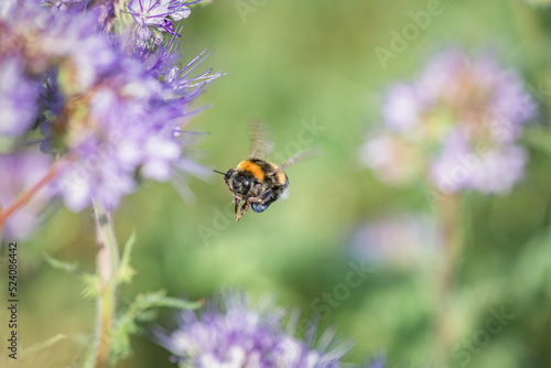 A bee collects nectar on phacelia flowers. There is artistic noise. © shymar27