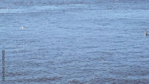 Seagulls hunt for fish on the surface of the water. From a height they dive into the water to catch fish.