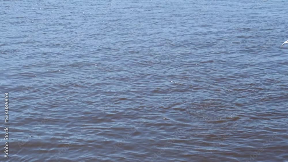 Seagulls hunt for fish on the surface of the water. From a height they dive into the water to catch fish. Seagulls hunt for fish on the surface of the water. From a height they dive into the water to catch fish.