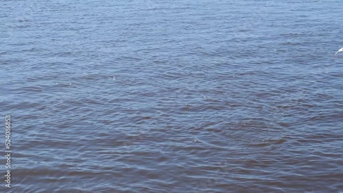 Seagulls hunt for fish on the surface of the water. From a height they dive into the water to catch fish.